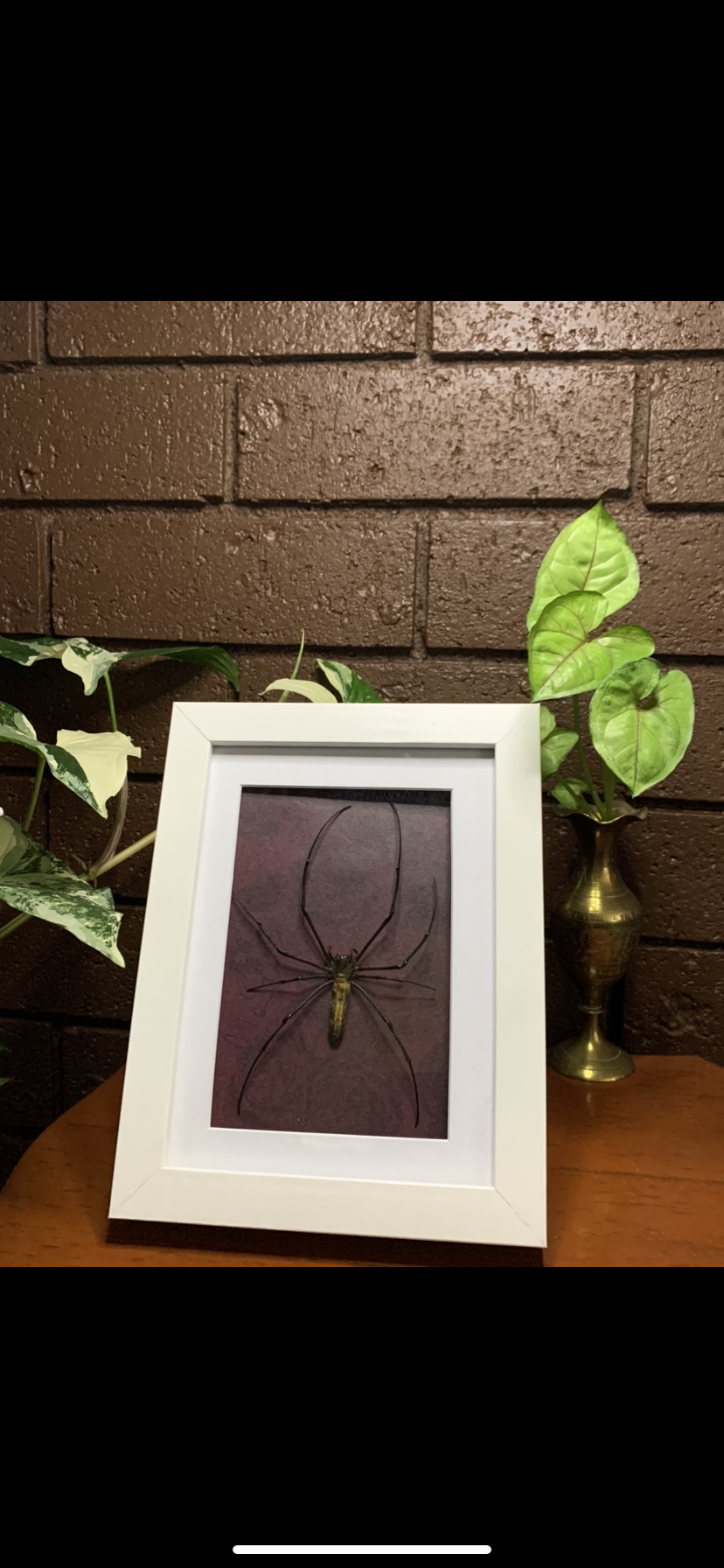 Framed Orb Spider