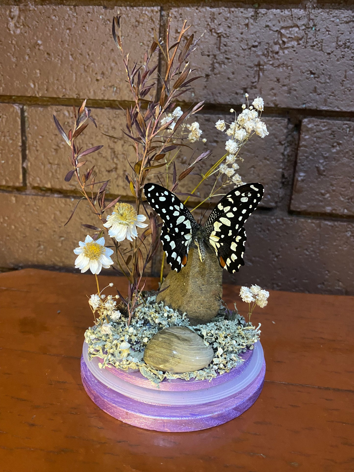 Large Purple Butterfly Dome (Papilio demoleus libanius)