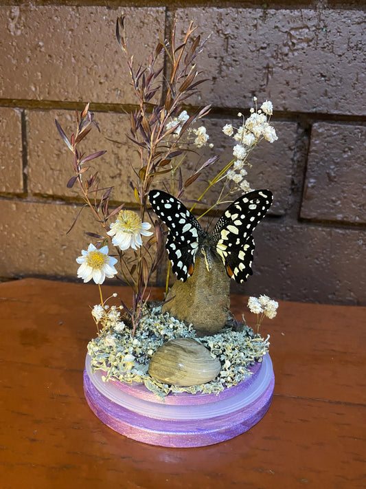 Large Purple Butterfly Dome (Papilio demoleus libanius)