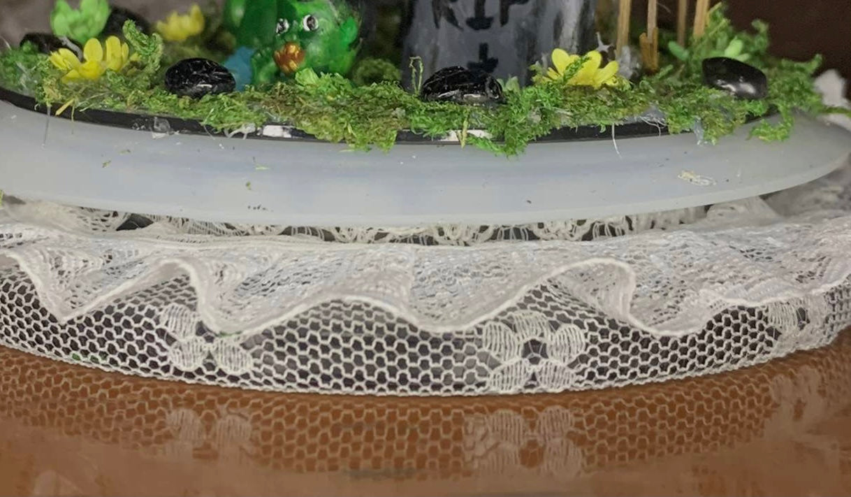 Zombie Butterfly Dome with (Graphium euphrates)