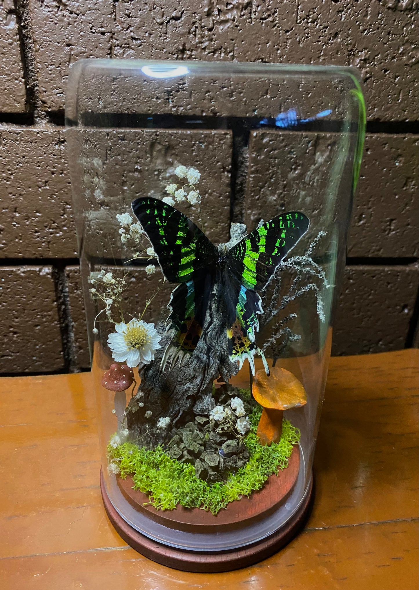 Large Butterfly Dome with Sunset Moth