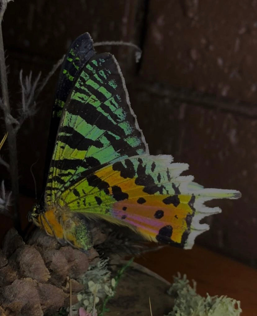 Butterfly Dome (Urania Leilus)