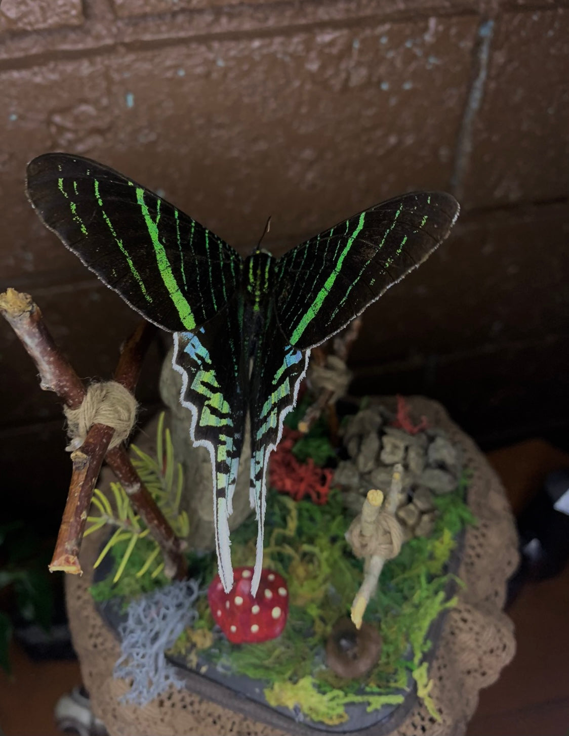 Butterfly Dome (Urania Leilus)