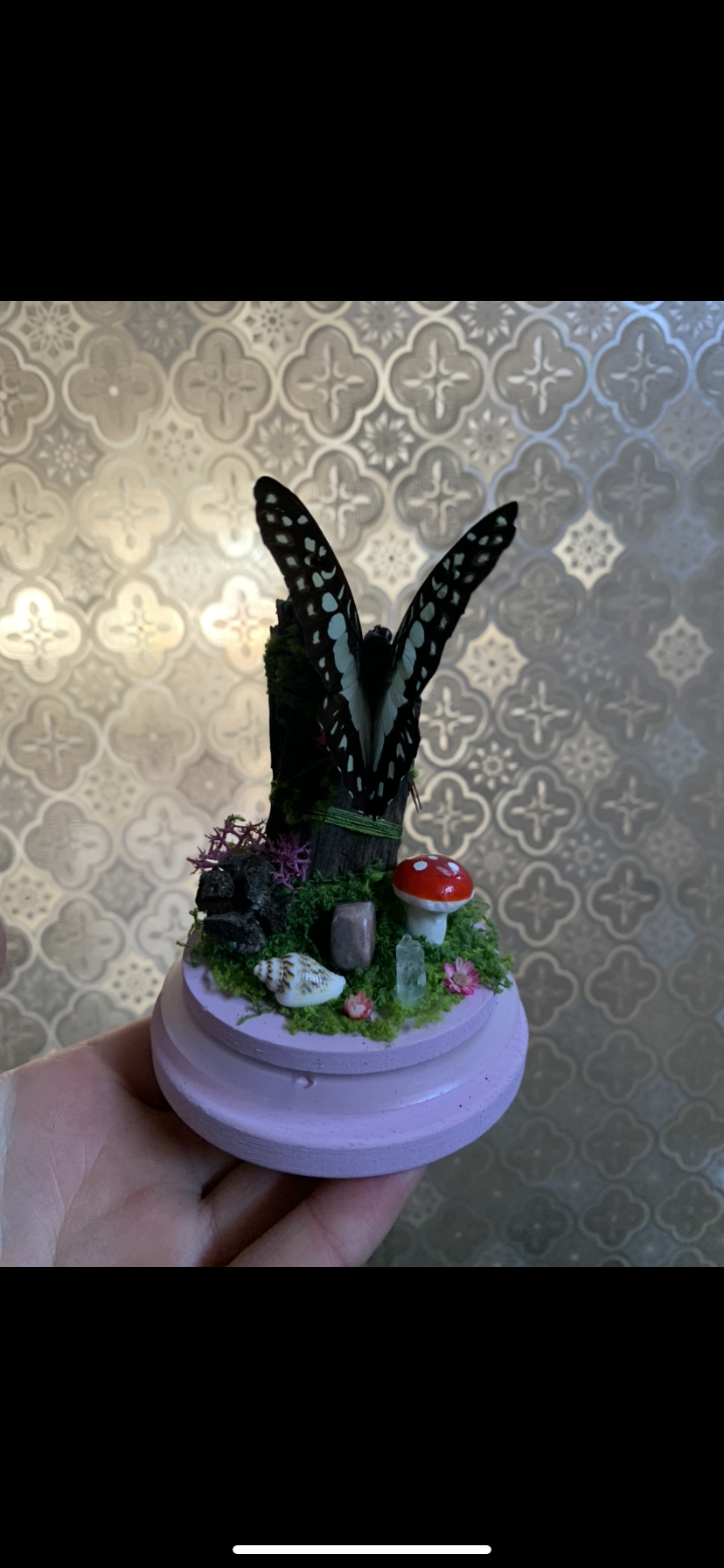 Small Graphium Sarpedon dome