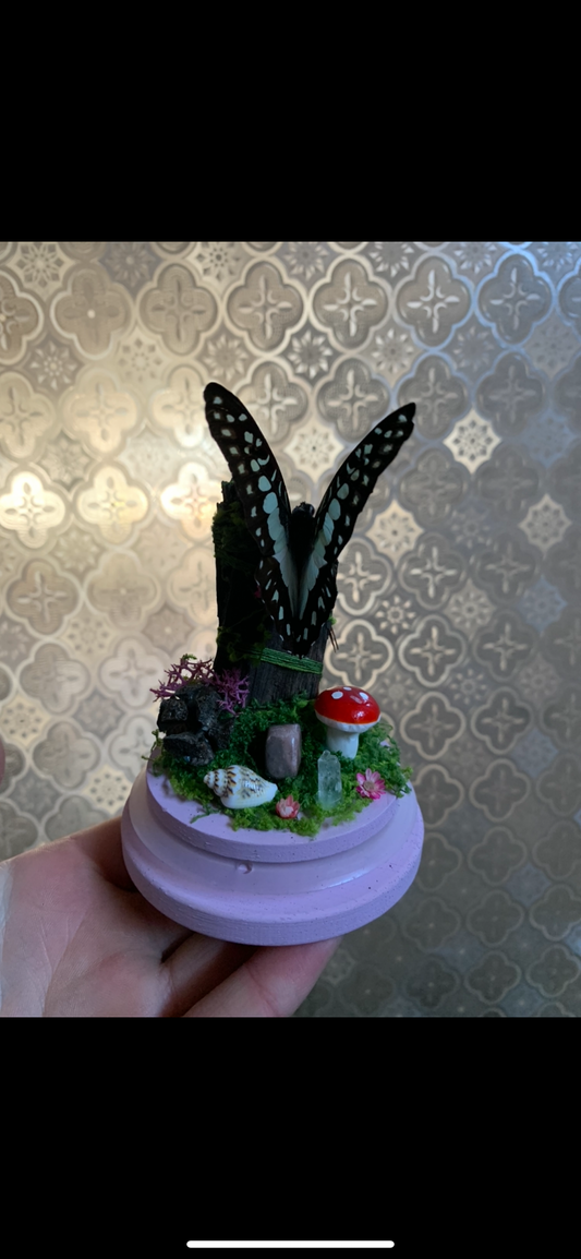 Small Graphium Sarpedon dome