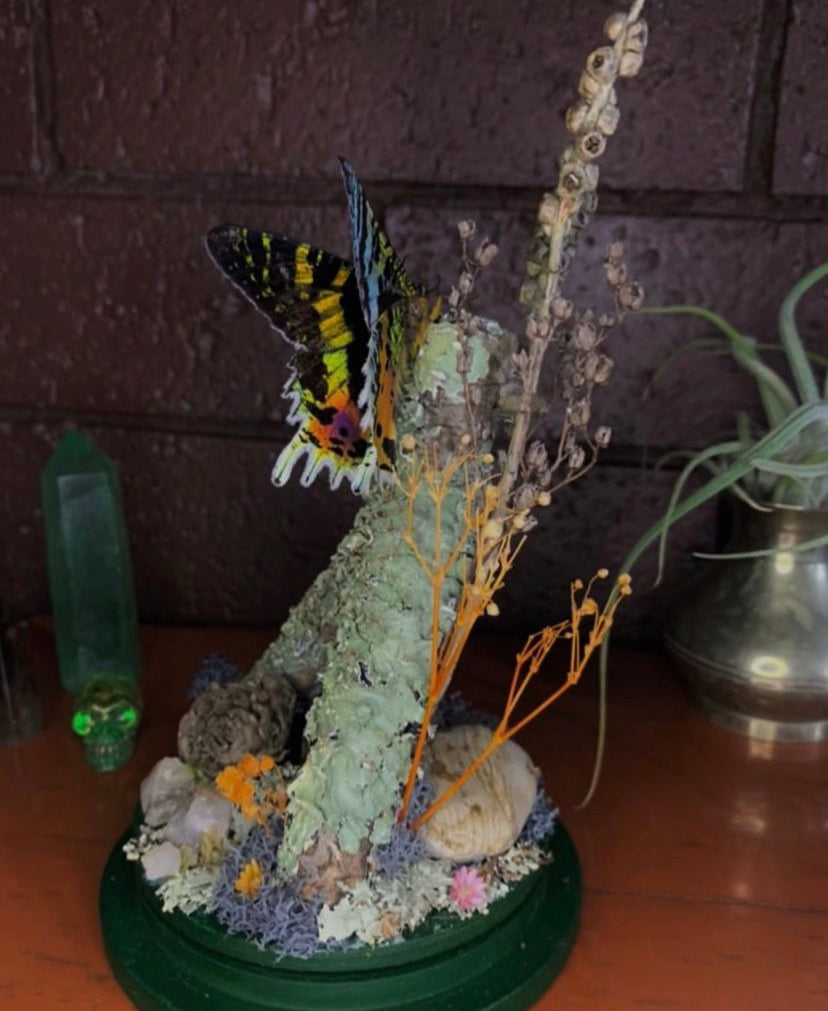Butterfly Dome (Urania Leilus)
