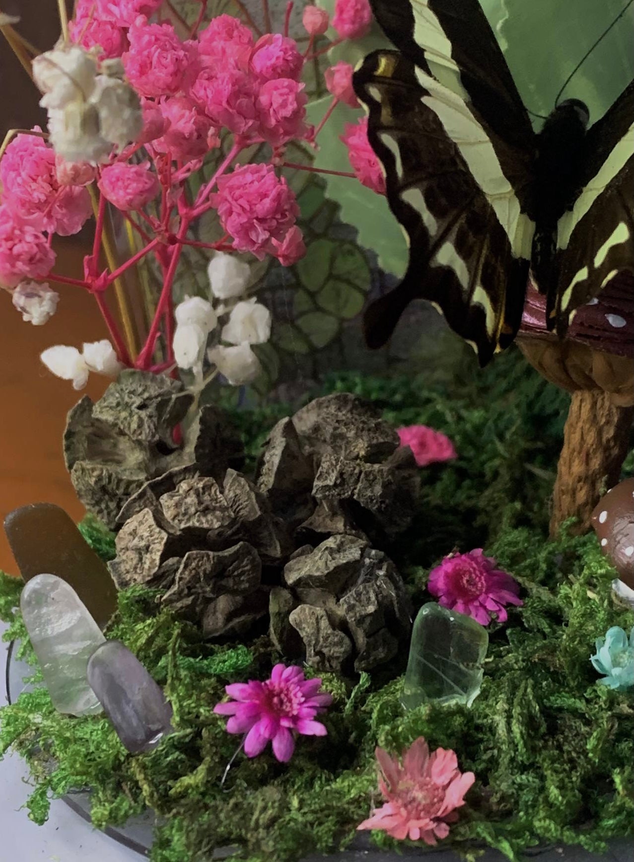 Butterfly Dome with Papilio demolion