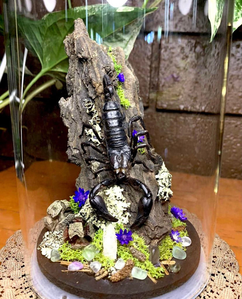 Scorpion Dome