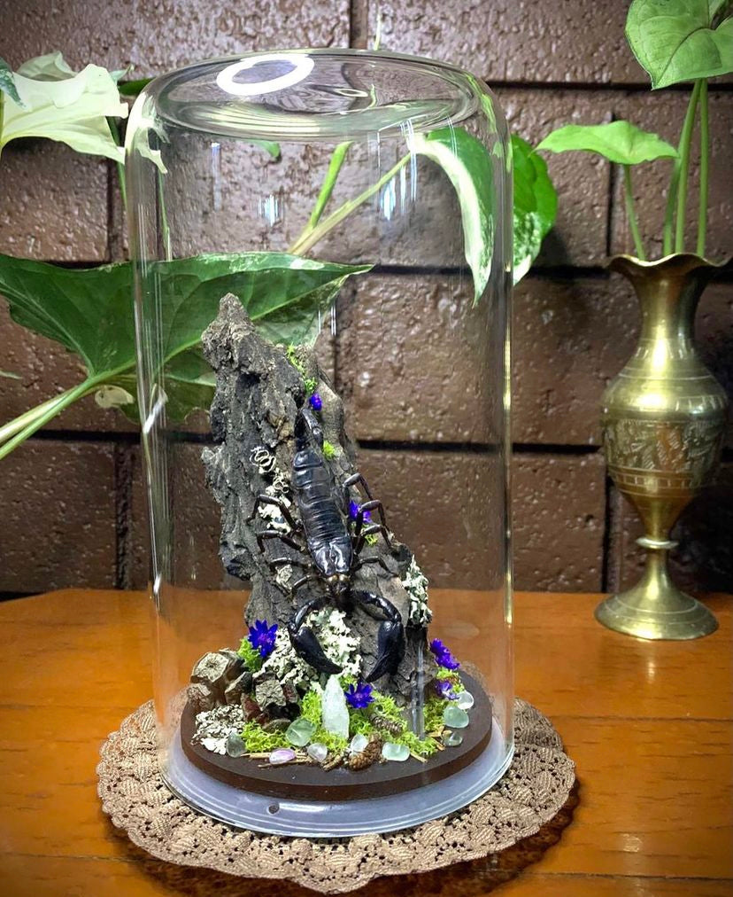 Scorpion Dome
