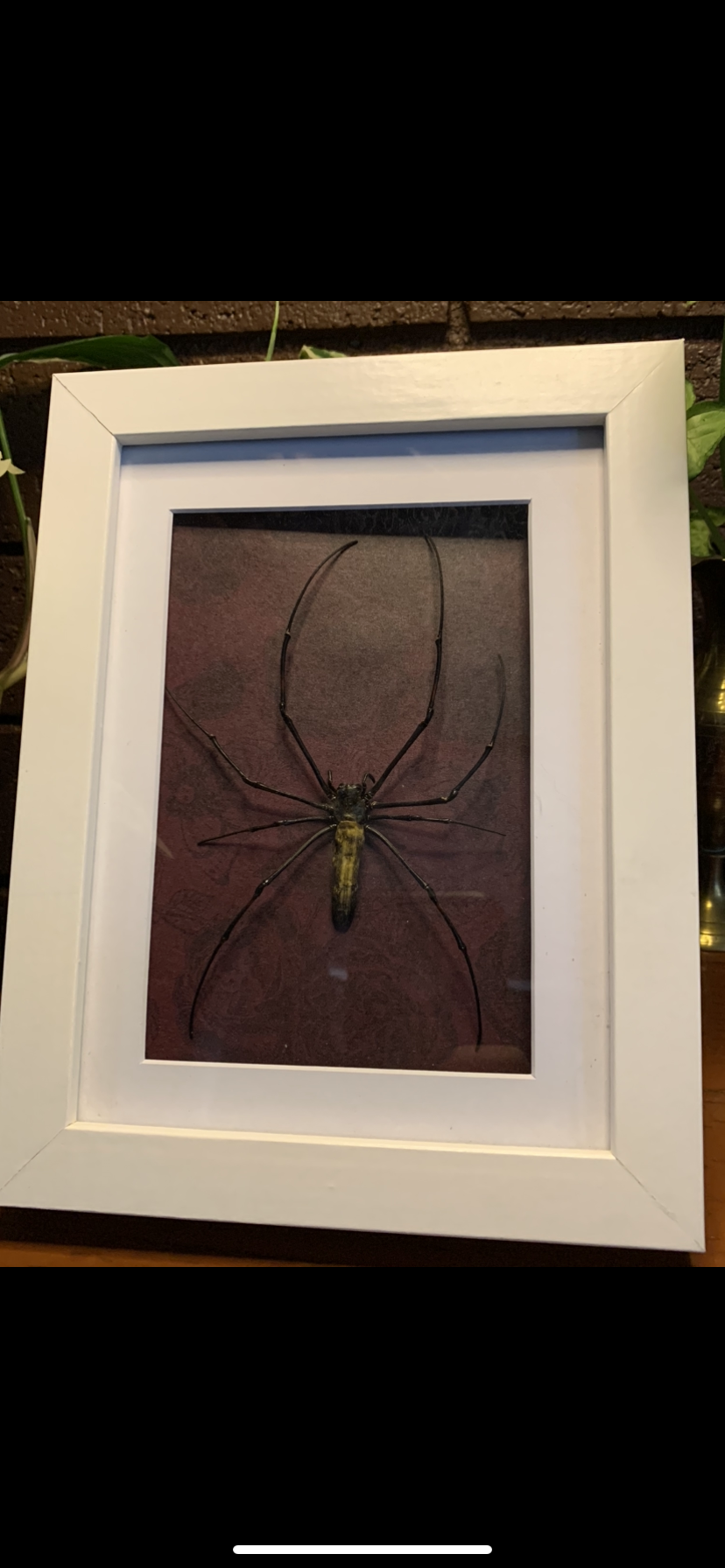 Framed Orb Spider