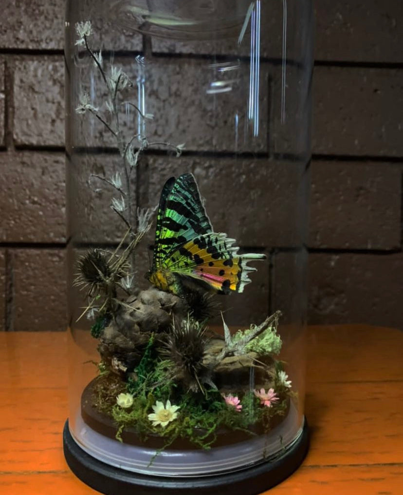 Butterfly Dome (Urania Leilus)
