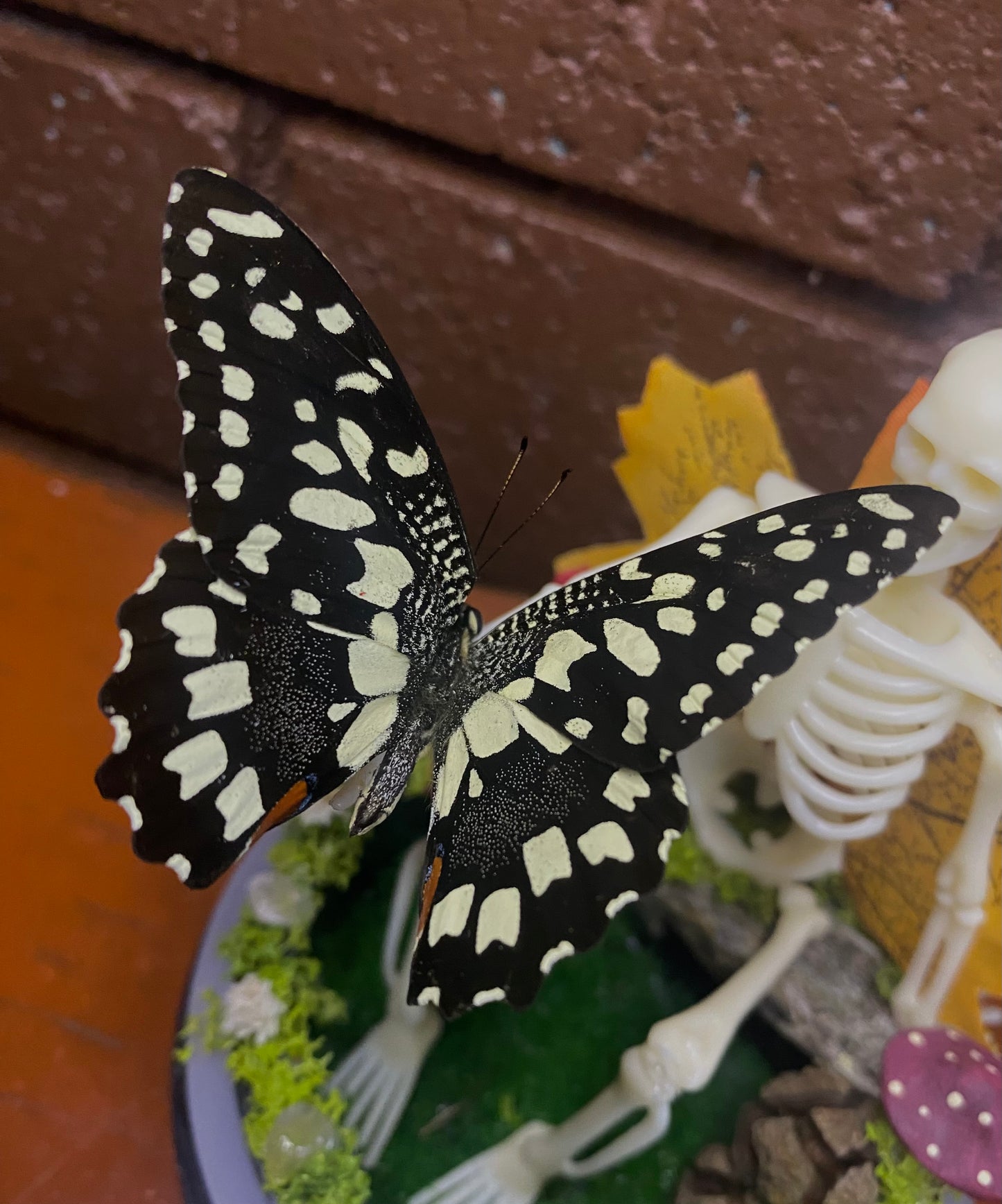 Skeleton Butterfly dome (Papilio demoleus libanius)