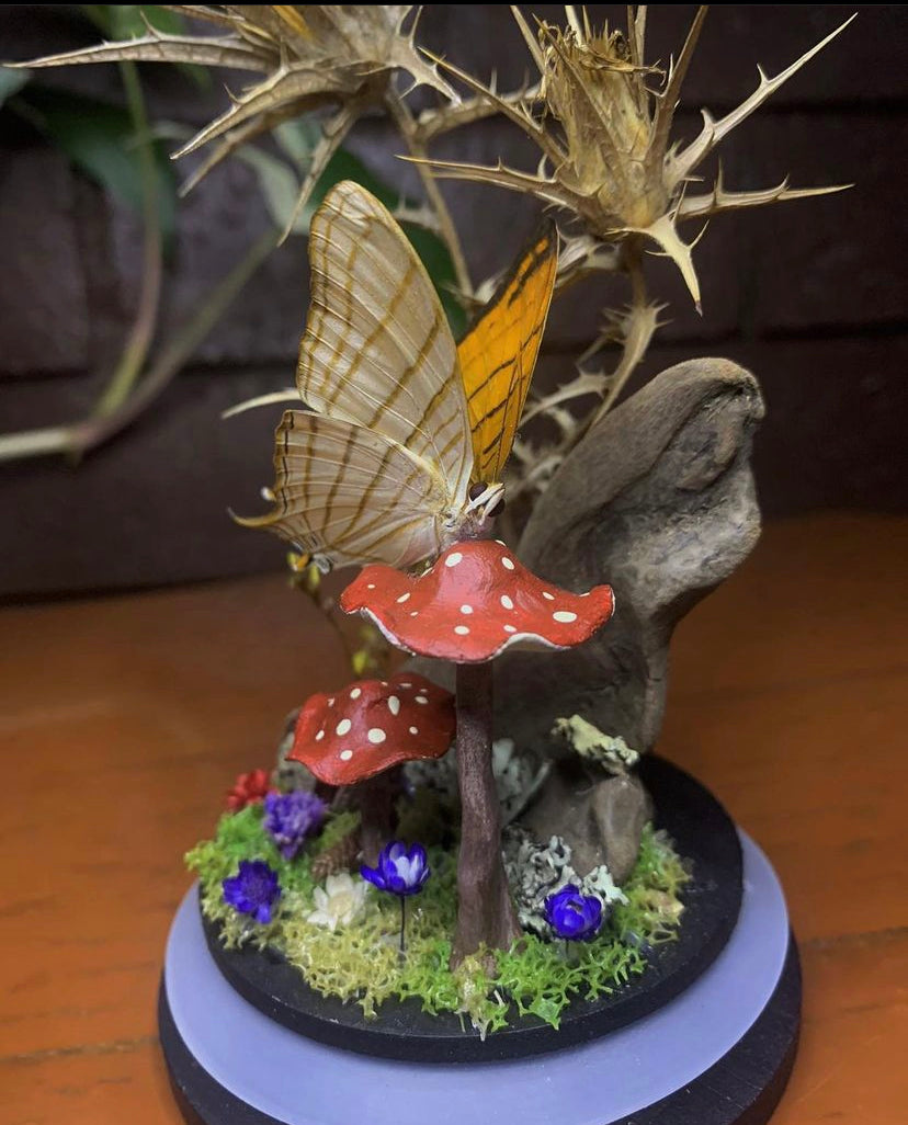 Butterfly Dome (Marpesia Harmonia)