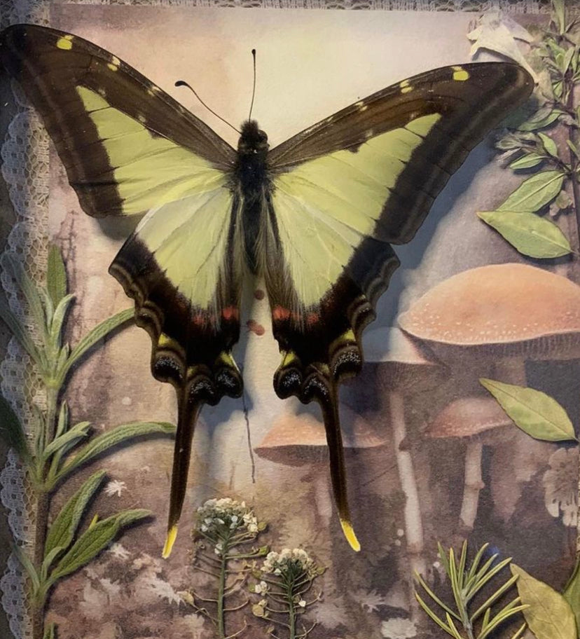 Framed butterfly