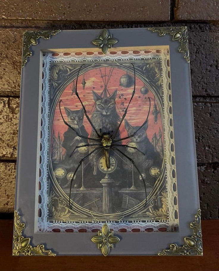 Framed Golden Orb Spider (Nephila)