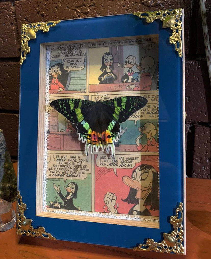 Framed Butterfly (Urania Leilus)