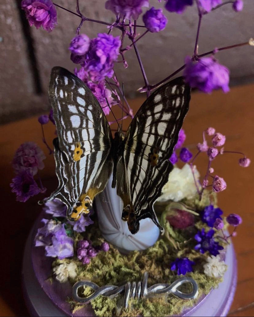 Butterfly Dome (Cyrestis maenalis)