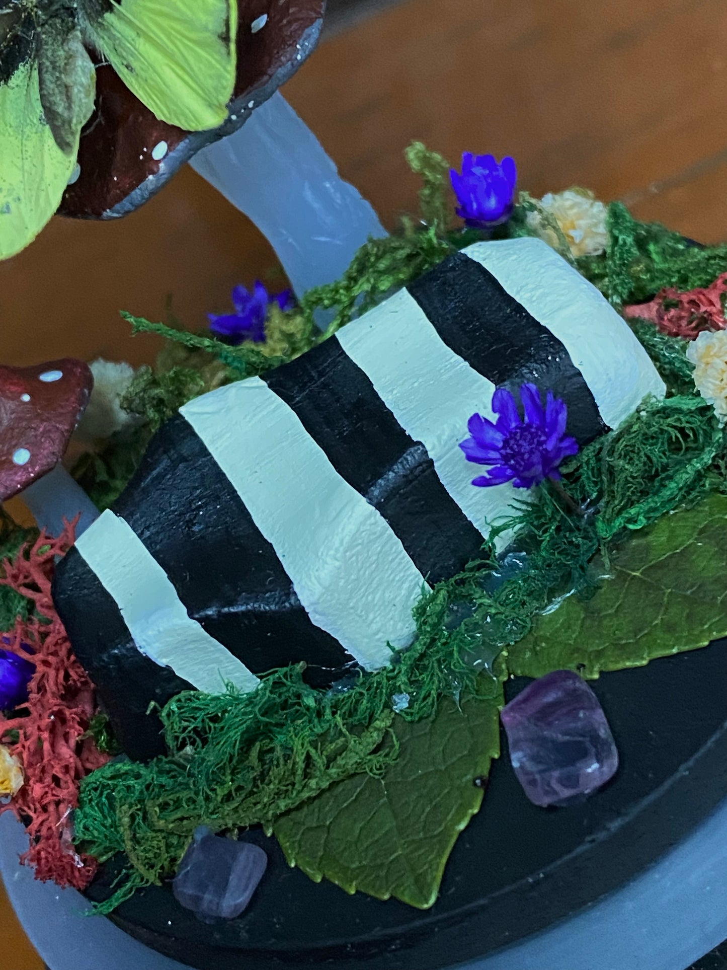 Small Beetlejuice Dome (Dismorphia nemesis)