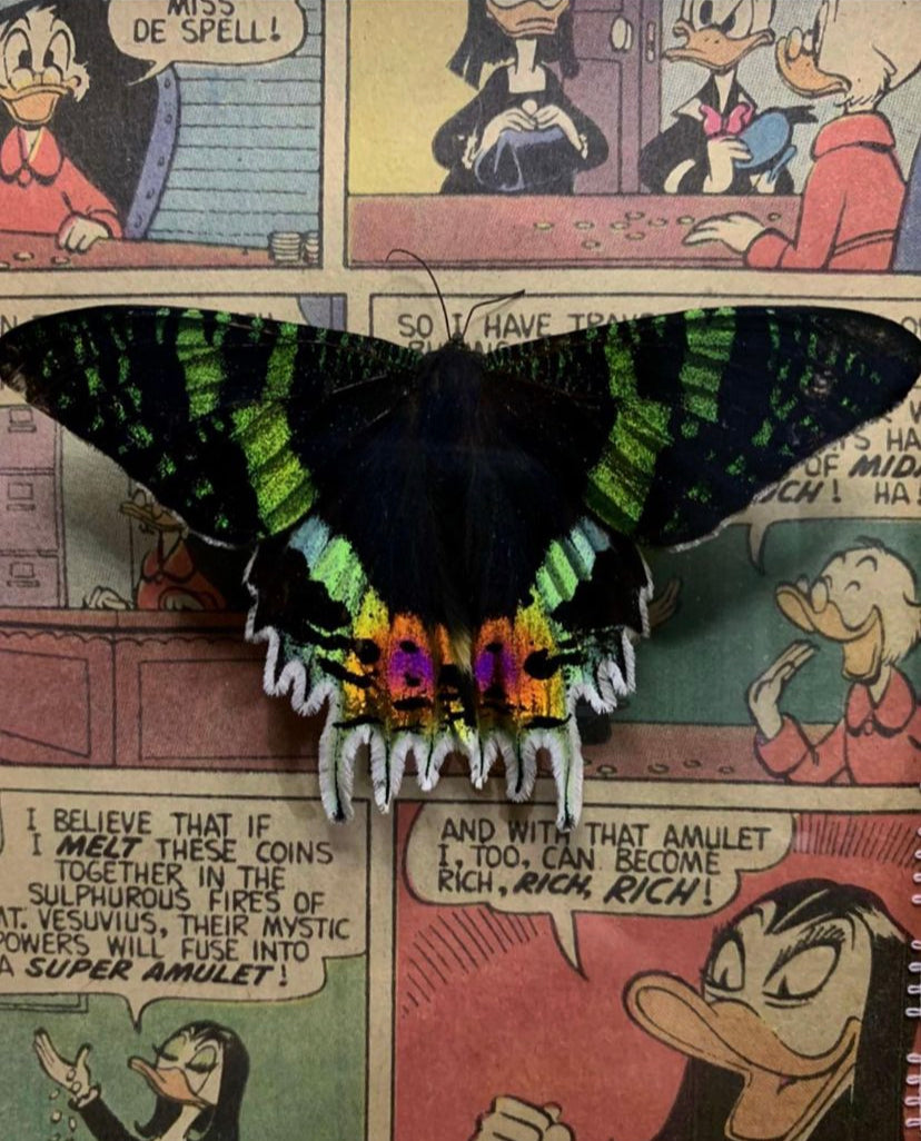 Framed Butterfly (Urania Leilus)