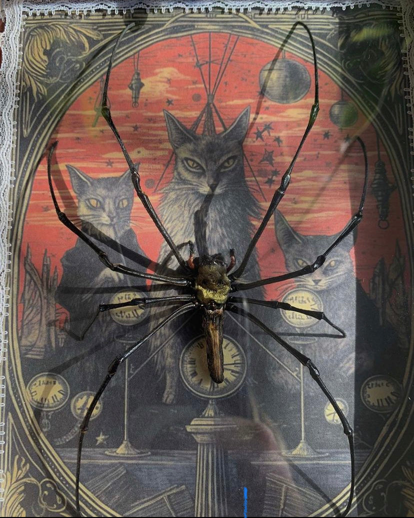 Framed Golden Orb Spider (Nephila)