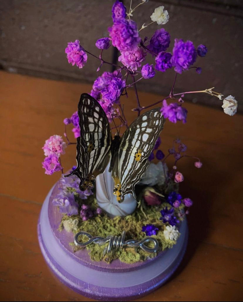 Butterfly Dome (Cyrestis maenalis)