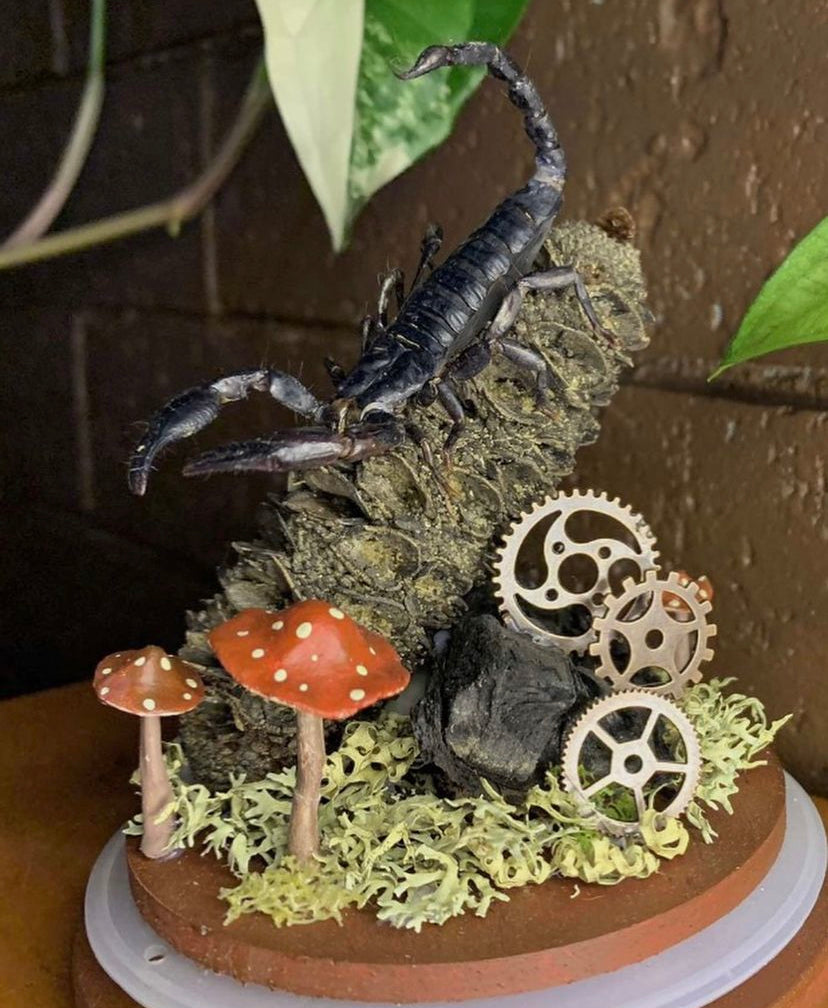 Scorpion Dome