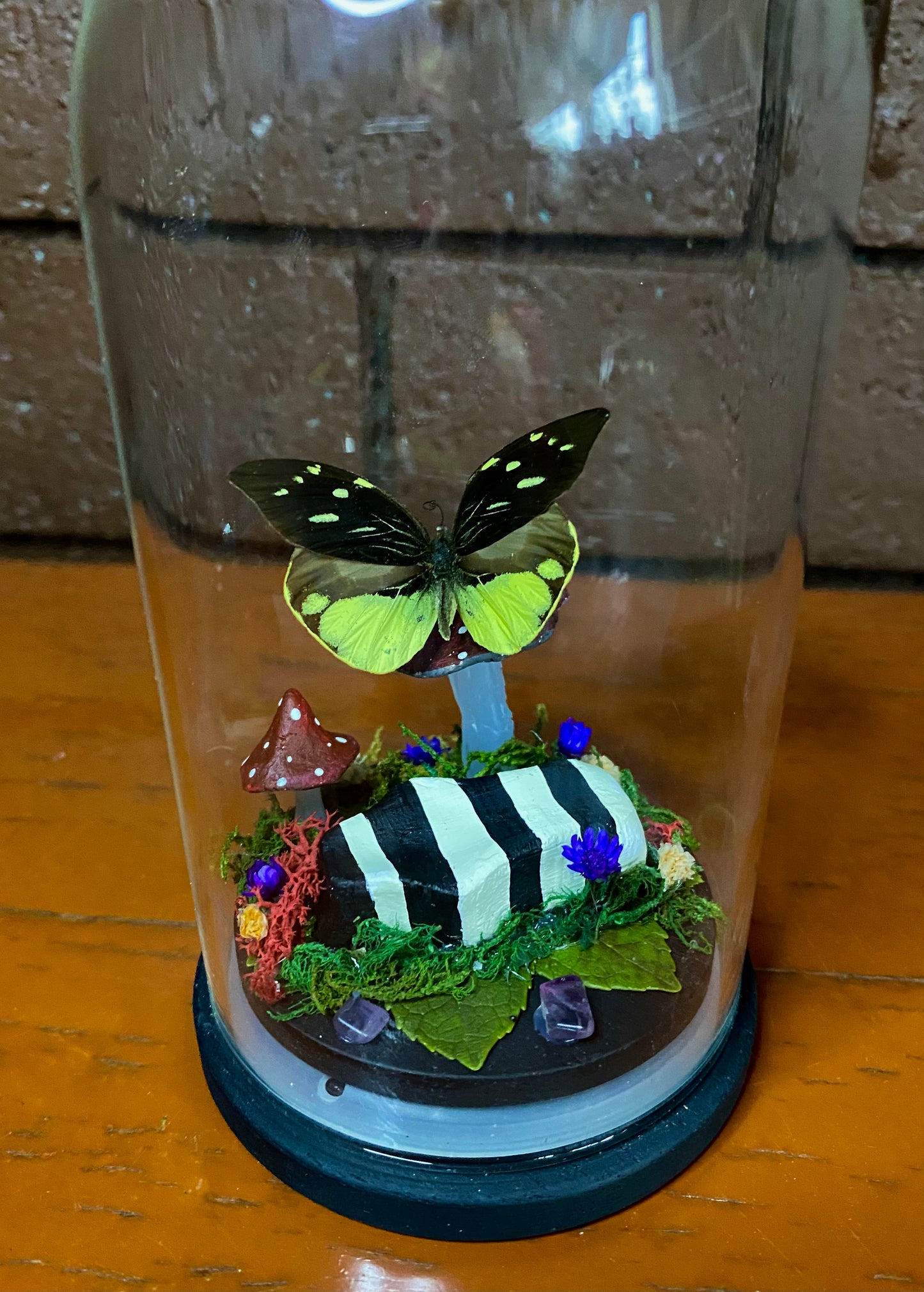 Small Beetlejuice Dome (Dismorphia nemesis)