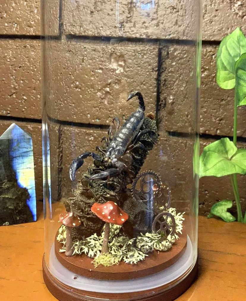 Scorpion Dome