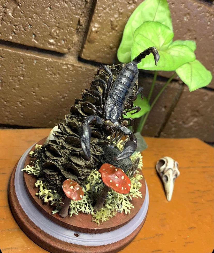 Scorpion Dome