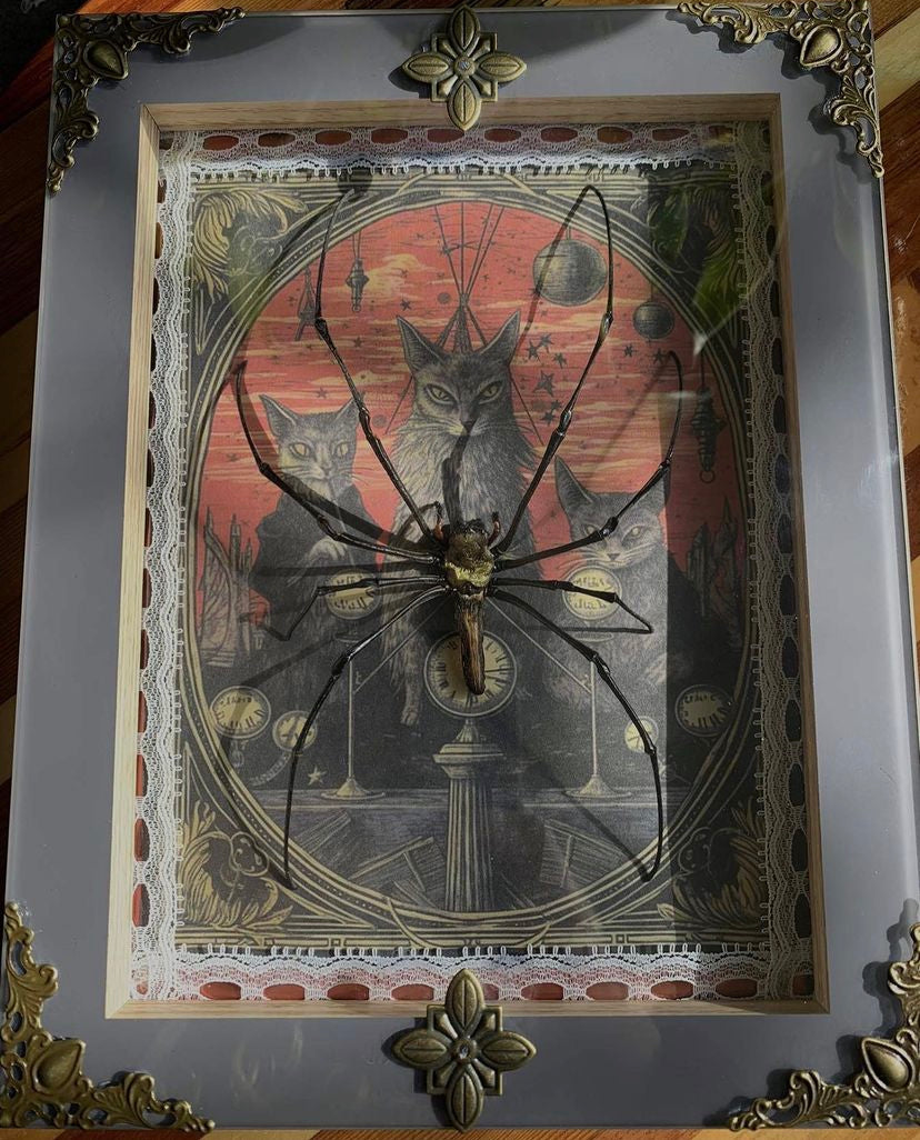Framed Golden Orb Spider (Nephila)
