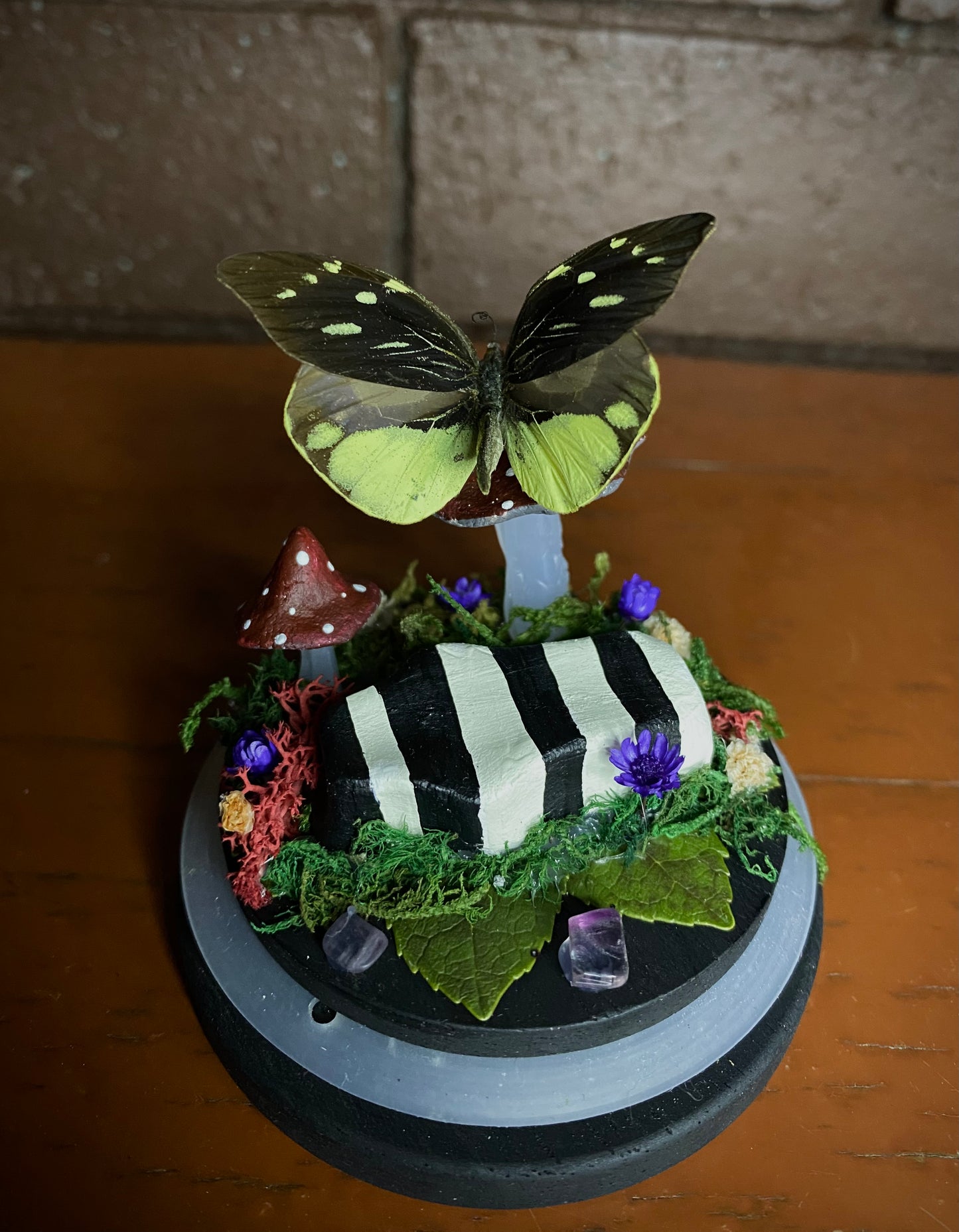 Small Beetlejuice Dome (Dismorphia nemesis)