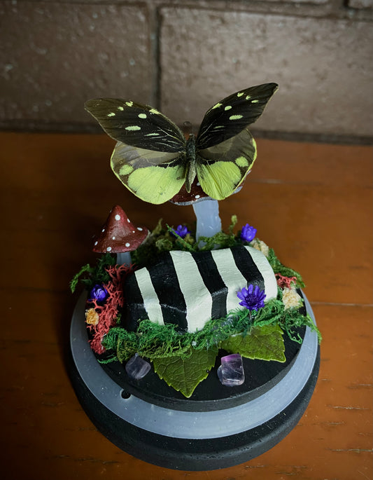 Small Beetlejuice Dome (Dismorphia nemesis)