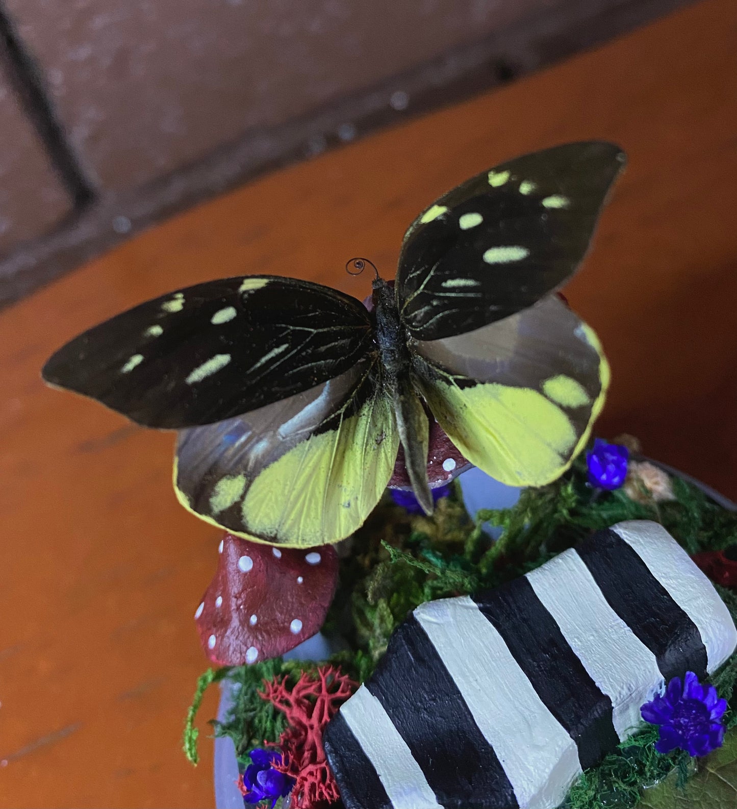 Small Beetlejuice Dome (Dismorphia nemesis)