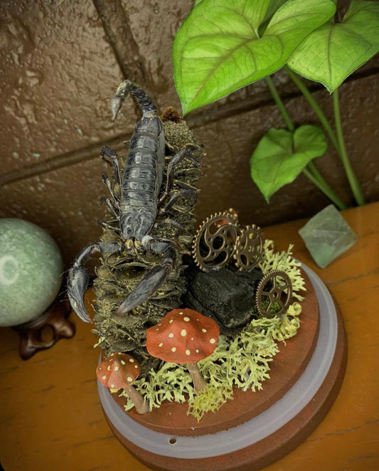 Scorpion Dome