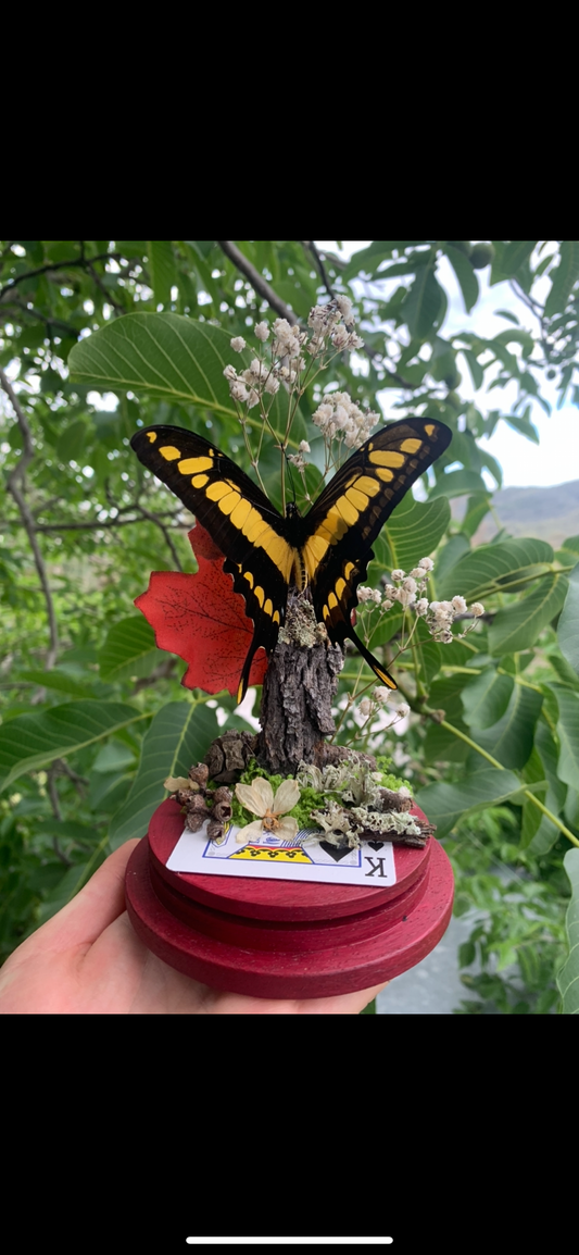King swallow tail
