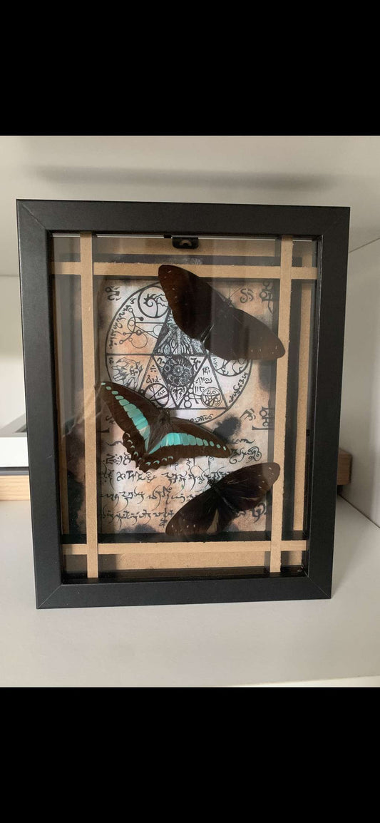 Three framed butterflies