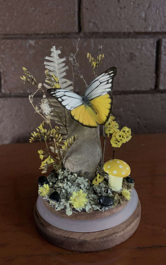 Small Butterfly Dome (Cepora aspasia olga)