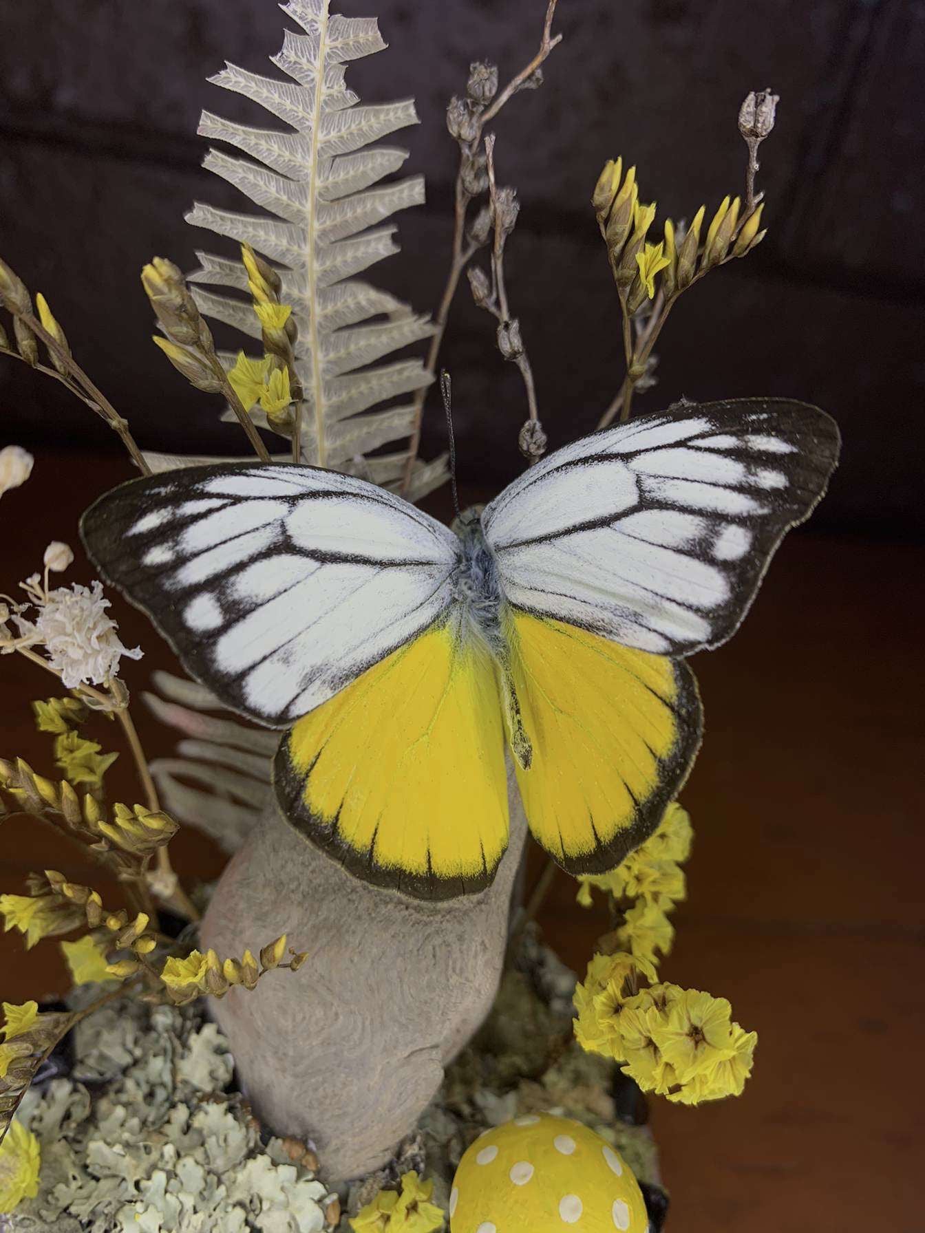 Small Butterfly Dome (Cepora aspasia olga)