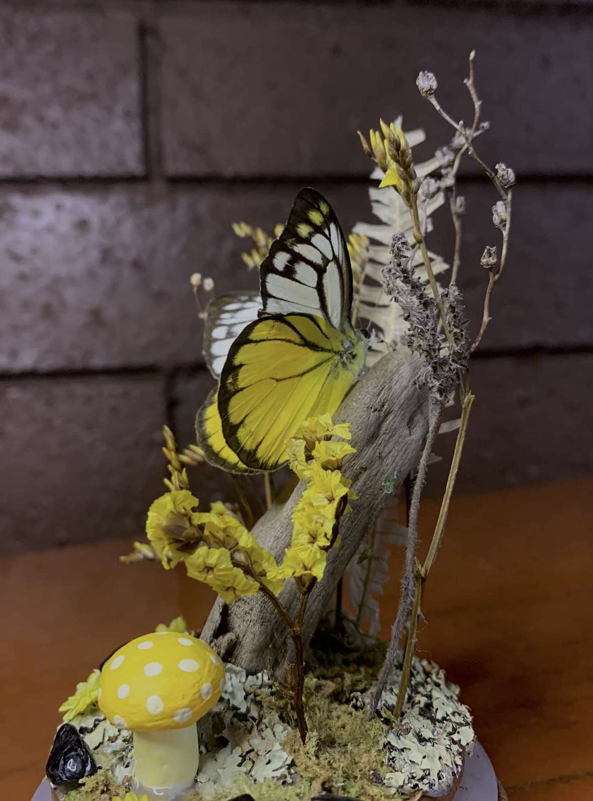 Small Butterfly Dome (Cepora aspasia olga)