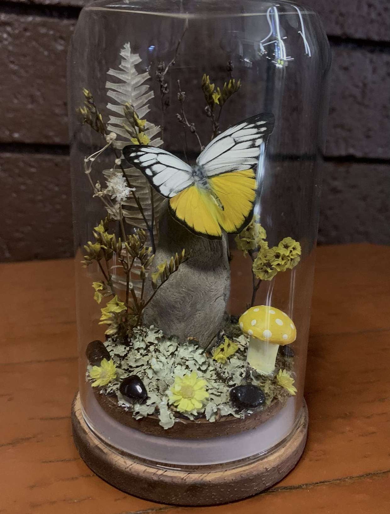 Small Butterfly Dome (Cepora aspasia olga)
