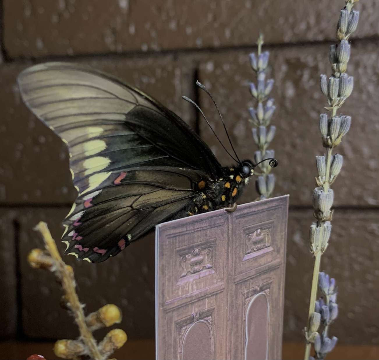 Secret Door Butterfly Dome
