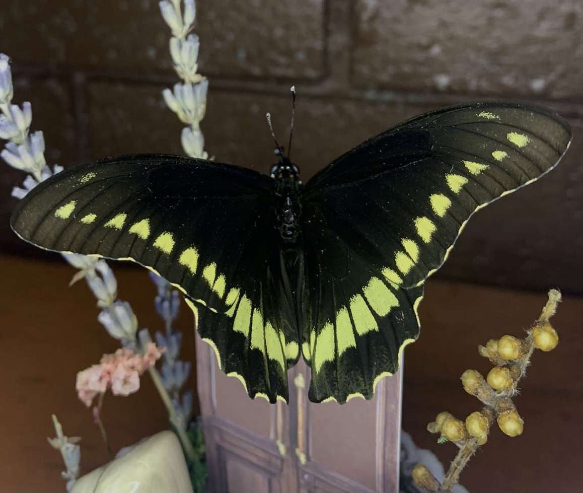 Secret Door Butterfly Dome