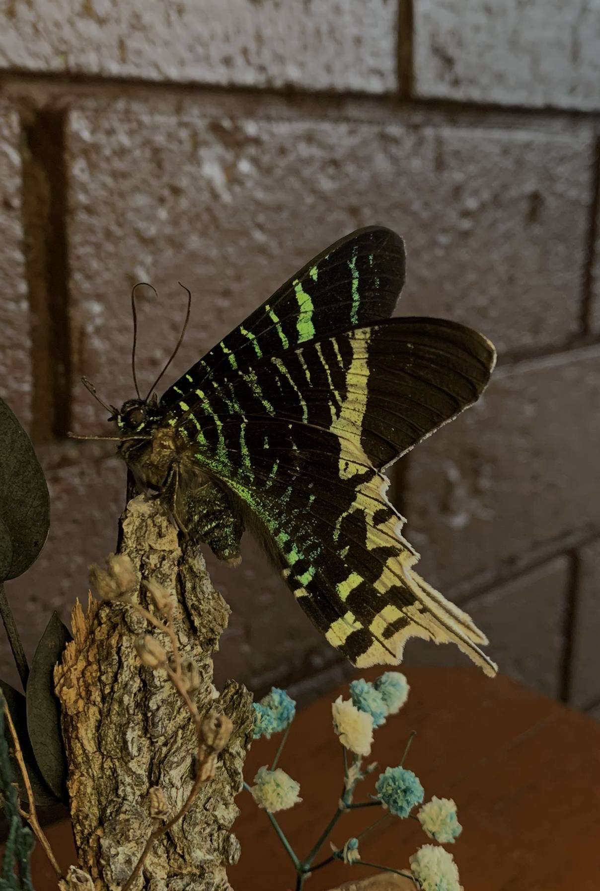 Butterfly Dome (Urania Leilus)