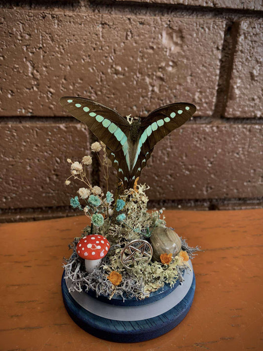Small Butterfly Dome (Graphium sarpedon)