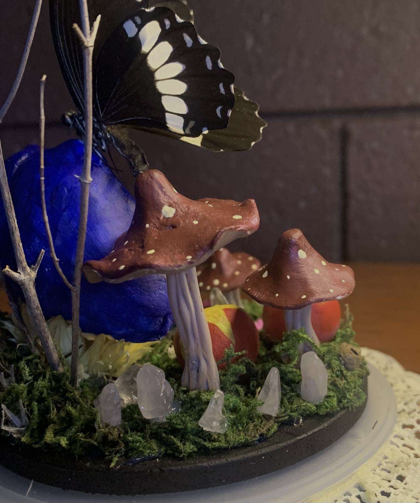 Coraline Butterfly Dome (Meneladies polytes ledebouria)