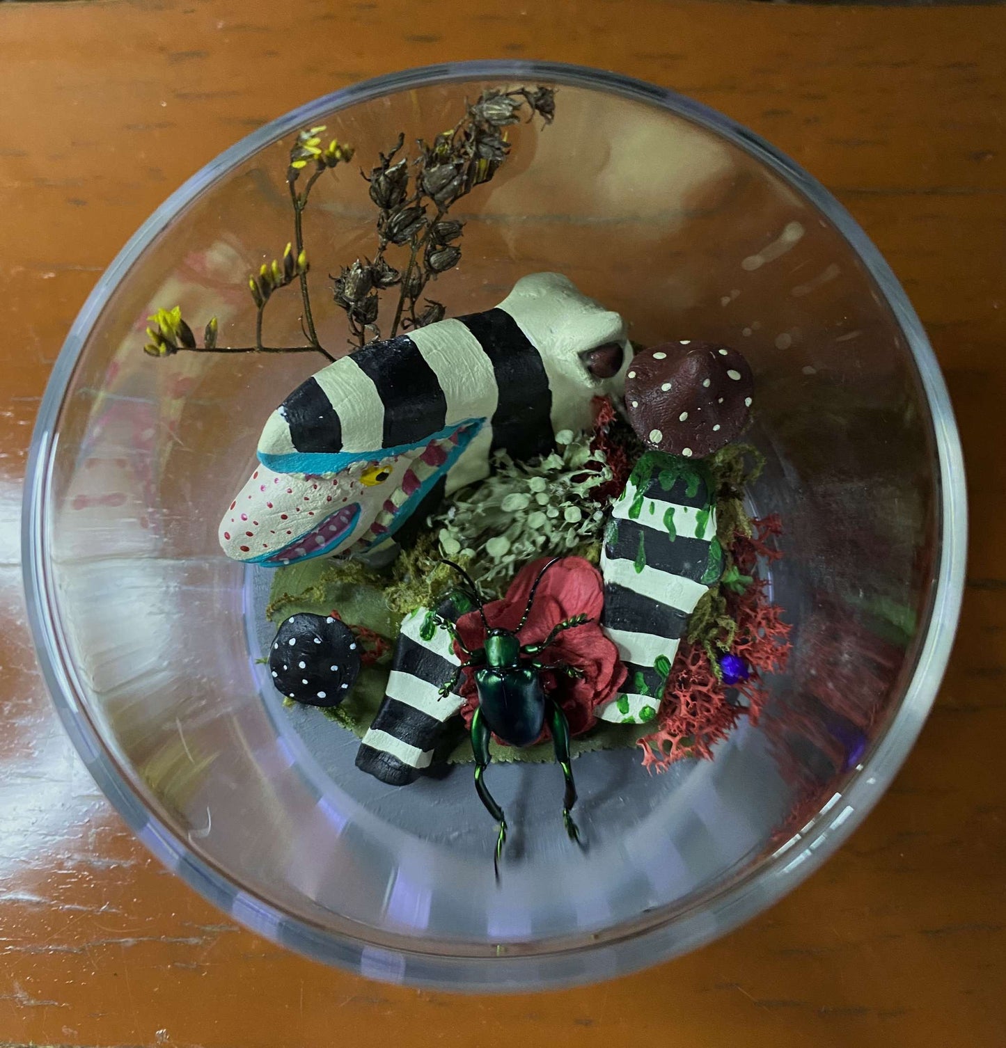 Beetlejuice Dome (Sagra Longicollis)