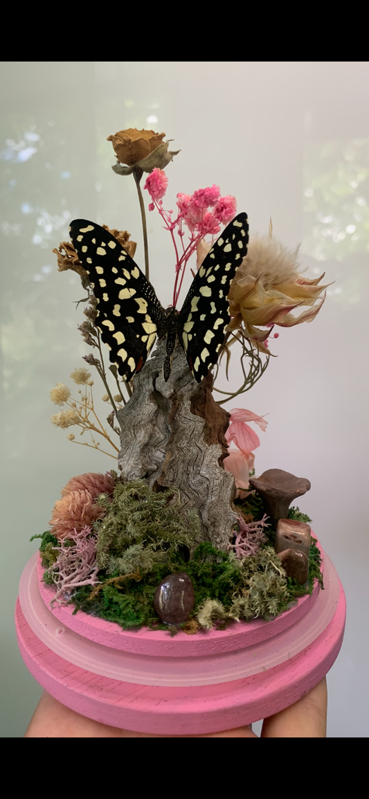 Large pink Butterfly Dome (Papilio demoleus libanius)