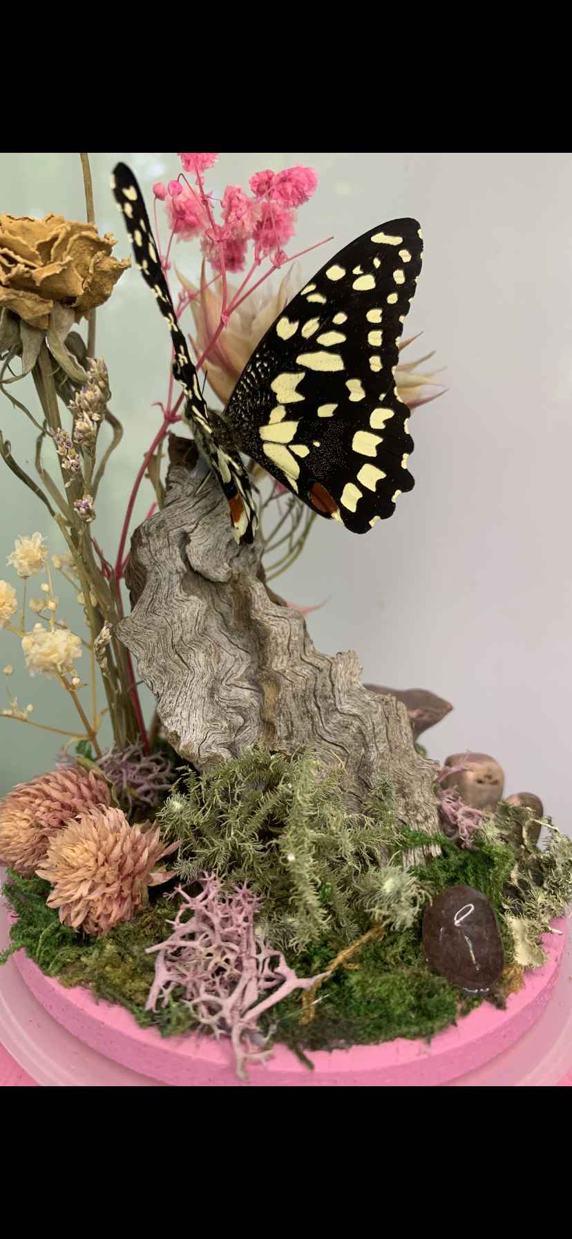 Large pink Butterfly Dome (Papilio demoleus libanius)
