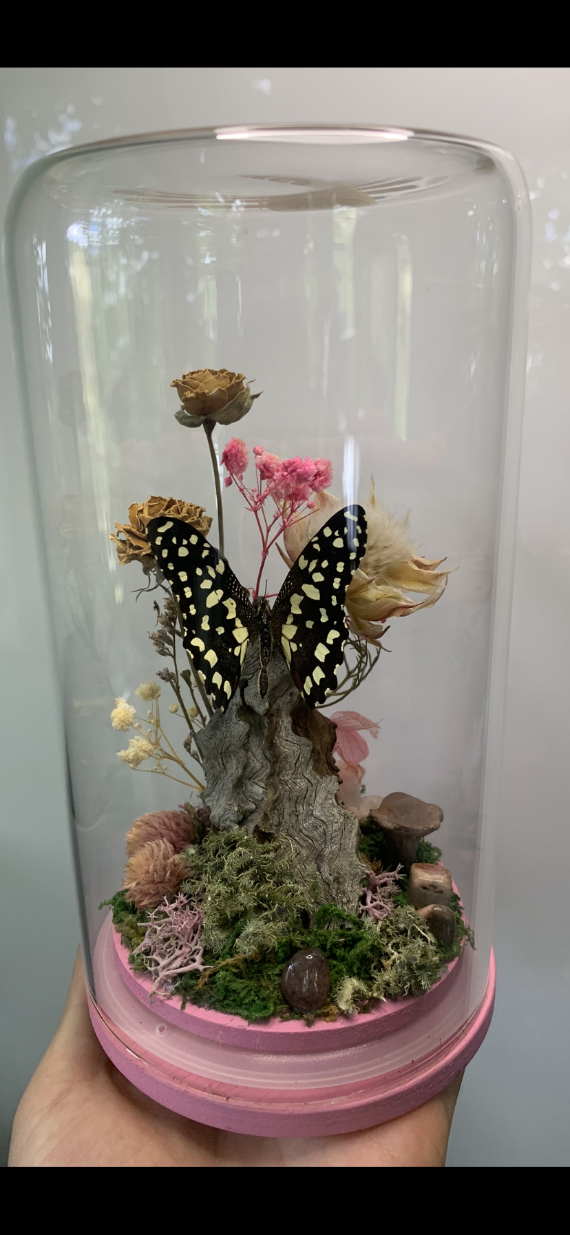 Large pink Butterfly Dome (Papilio demoleus libanius)