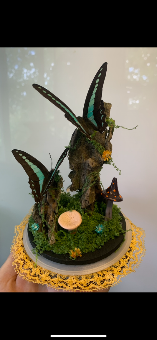 Large Double Butterfly Dome (graphium sepedon)
